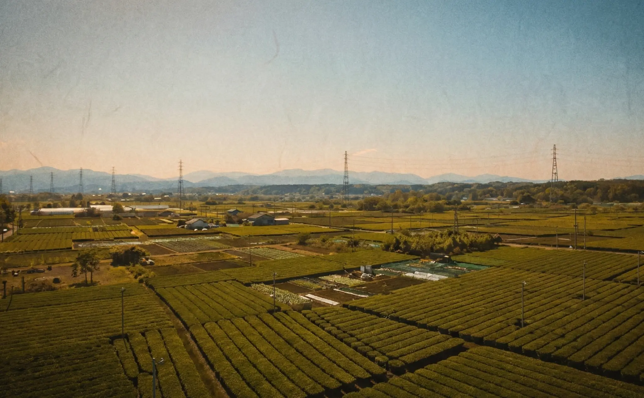 茶畑